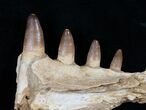 Well Preserved Dyrosaur Jaw Section, Morocco #16071-3
